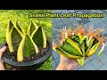 15min grow lots of snake plant with leaf cuttings snake plant leaf propagation