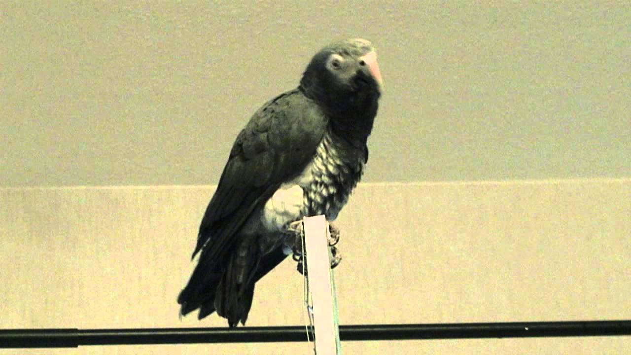 Harmaapapukaija Jaakon sekoiluja