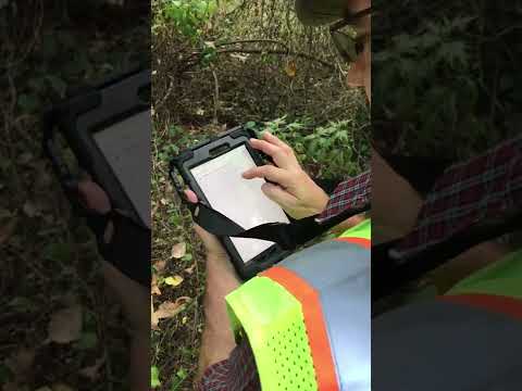 Videó: Jó munka az erdő?