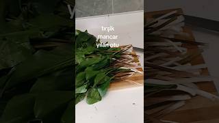 Tirşik Otu Mancar Yilan Yastiği Tari̇fi̇