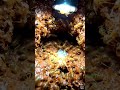 “Inside a Termite Colony: Real POV Micro Camera Journey (दीमक की दुनिया के अंदर)” #bugstomper #bagwo