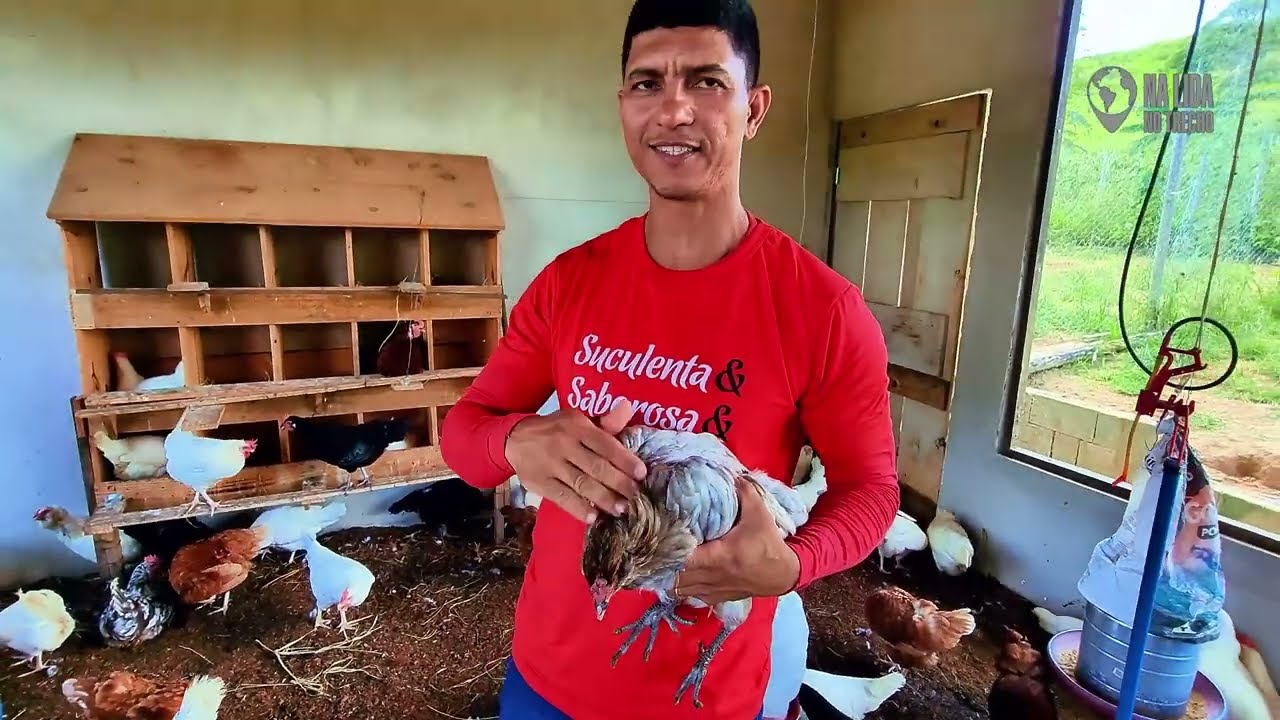 A Verdadeira Maneira de Lucrar com Galinhas Caipiras em 2025