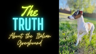 The Truth About the Italian Greyhound