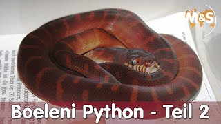 Black Pythons multiplying in Switzerland | Boeleni Python Part 2