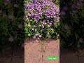 nice flowers in the street