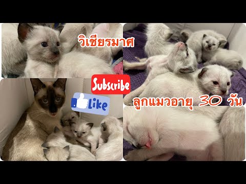 EP 1 ลูกแมว#วิเชียรมาศ คลอดวันแรกจนถึง 30 วัน #ทาสแมว#แมวไทย#Wichianmat #Thai cats#Siam Katzen