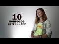 10 простых вопросов ветеринару