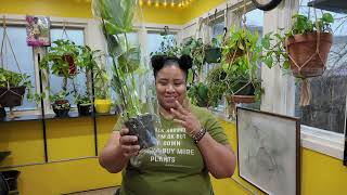 Unboxing Walmart Monstera Thai Constellation