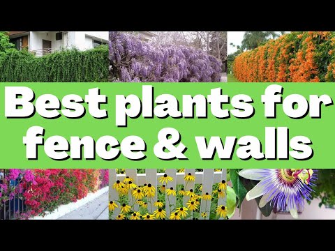 Video: Å dyrke blomster langs gjerder: Bruk av blomster til å dekke gjerder