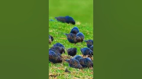 تلاوة رائعة للشيخ سعد الغامدي من سورة الحجرات😍🥰❤