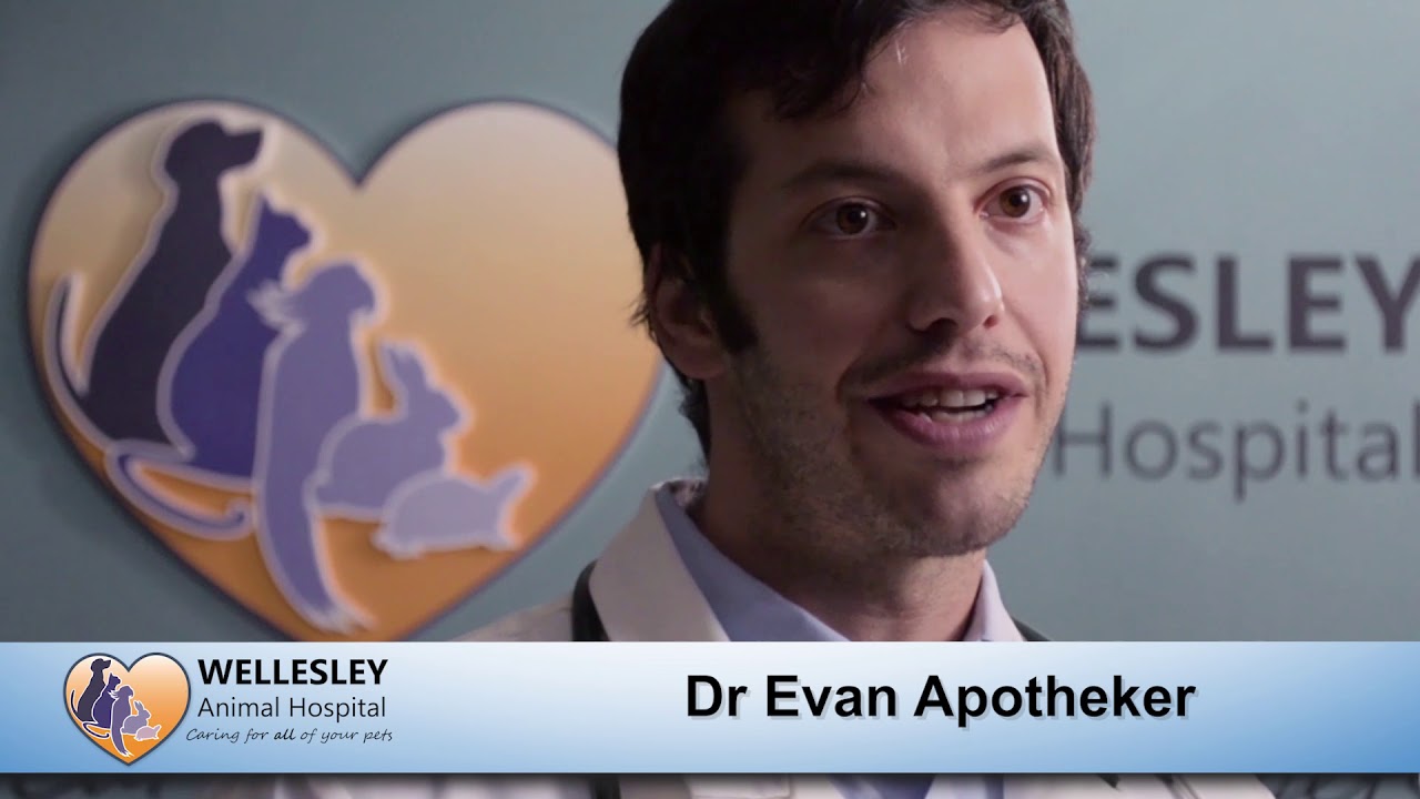 Veterinarian Evan A Richmond VA YouTube