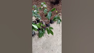 sâm Ngọc Linh chuẩn rừng #shorts