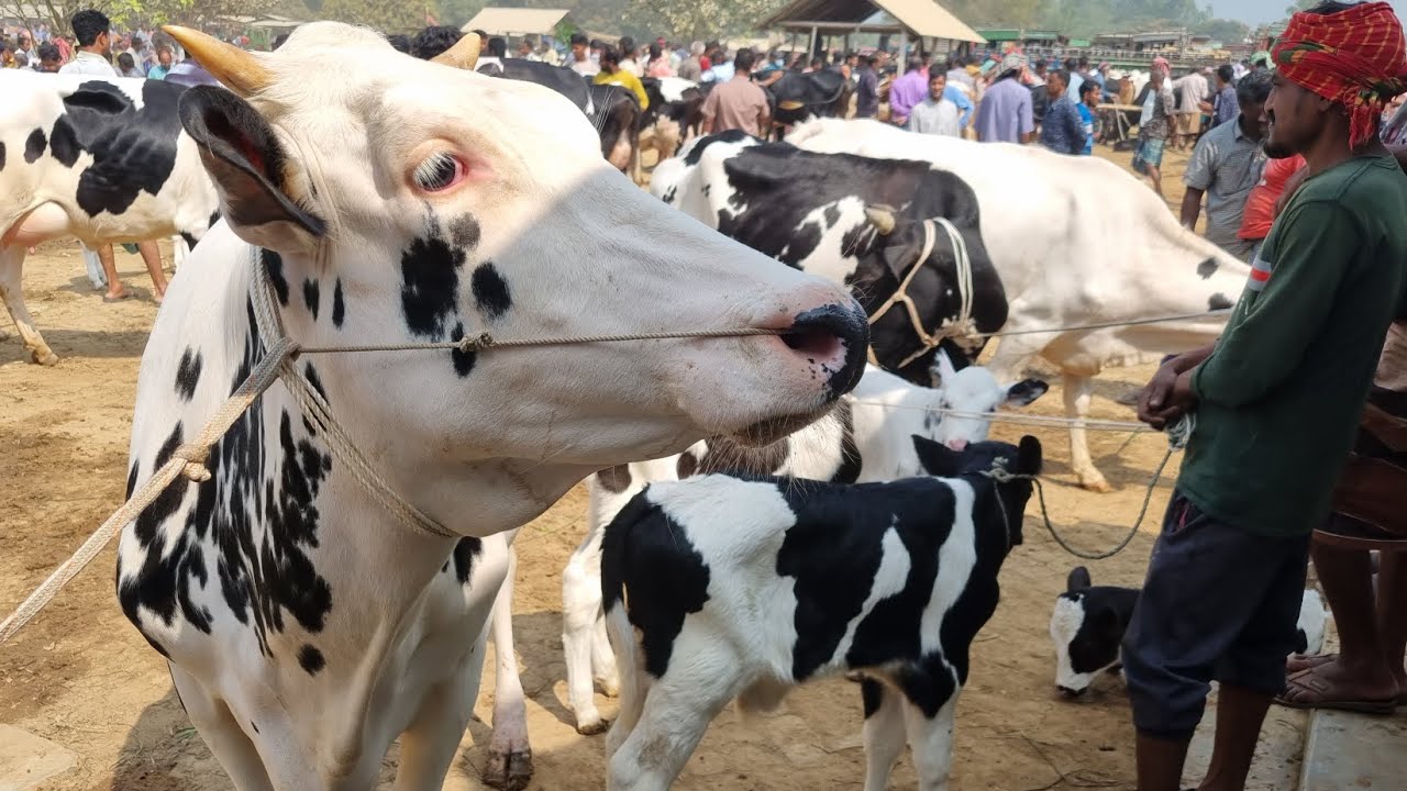 @আজ ২ মার্চ ২৬ | বাচ্চাসহ ফ্রিজিয়ান গাভী গরুর দাম | রানীগঞ্জ হাট | দিনাজপুর 