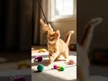 #DreamScreenAI #cat #cutecat #cute #funnycats #snbolly #cuteanimal #kitten#cutepet #anmals#petsrule