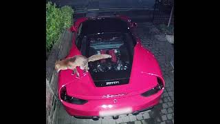 Ferrari Owner Baffled After Fox Marks Its Territory on His Car by Storyful Viral 806 views 1 day ago 1 minute, 7 seconds