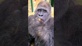 This Silverback Loves Crunchy Carrots! #Gorilla #Eating #Asmr #Satisfying