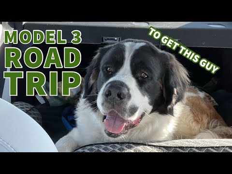 Tesla Model 3 Colorado Road Trip To Collect Giant Foster Dog