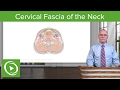 Neck: Cervical Compartments & Cervical Fascia – Brain & Nervous System | Lecturio