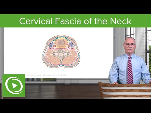 Neck: Cervical Compartments & Cervical Fascia – Brain & Nervous System | Lecturio