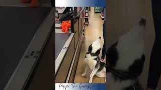 Walter No! Adorable. #dog #adorabledog #dogs #sweet #pets