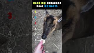 These Innocent Deer Will Melt Your Heart! ❤️ #shorts  #ytshorts #trending#deer#animals #pets#neture