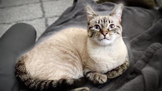 Telling My Cat She's Adopted by Simon the Siamese Cat 2,884 views 2 years ago 15 seconds