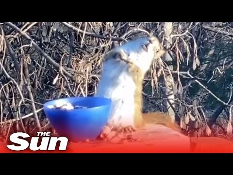 Squirrel gets DRUNK eating fermented pears left on picnic table.