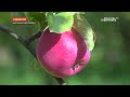 Больше двухсот сортов яблок выращивают в брянском селе Удельные Уты