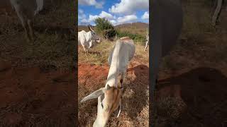 O chifre da novilha fica padrão com tempo! #viral #pecuarista