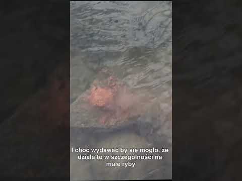 Jak ściągnąć ryby z dołu rzeki