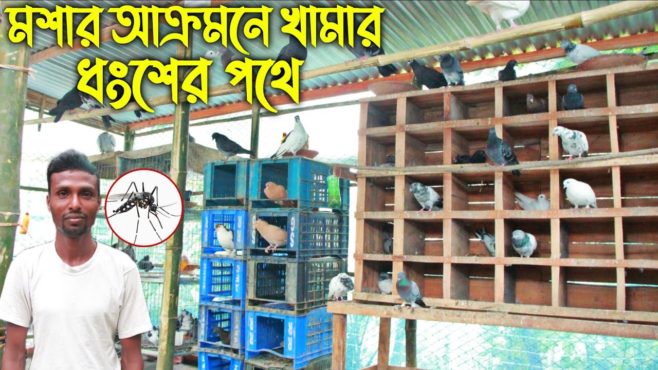 #107 কবুতরের খামার ধ্বংশের হাত থেকে কিভাবে বাচাঁলেন খামারি?? kobutor palon in bd