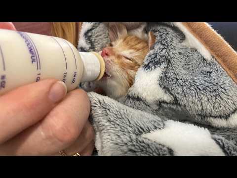 Kitten Cam - 4 week old foster cats! #springonyoutube