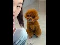 毛毛 我是个挑食怪 萌宠推荐官 萌宠好物 动物的迷惑行为 宠物泰迪 泰迪狗狗 萌宠视频 毛毛 我是个挑食怪 萌宠推荐官 萌宠好物 动物的迷惑行为 宠物泰迪 泰迪狗狗 萌宠视频