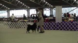 FLCV Inaugural Finnish Lapphund Champ Show - Open Dog by Team Pawformance 206 views 11 years ago 10 minutes, 30 seconds