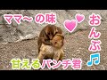 ママの味💕甘えるパンチ君🐵おんぶ🎵