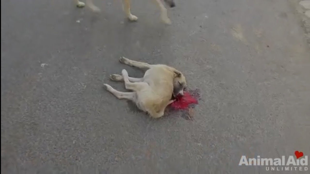 29 minutes of Cute Dogs Being Saved(Animal Aid Unlimited,India)