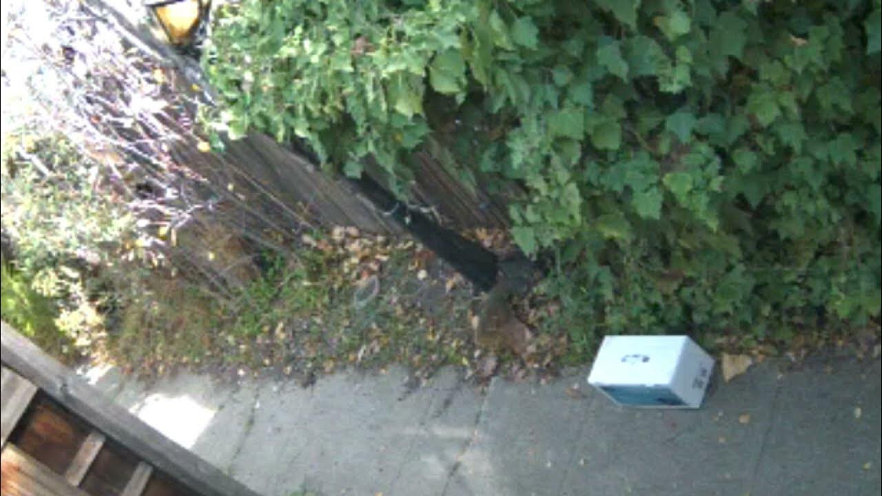 Squirrel Security Cam YouTube