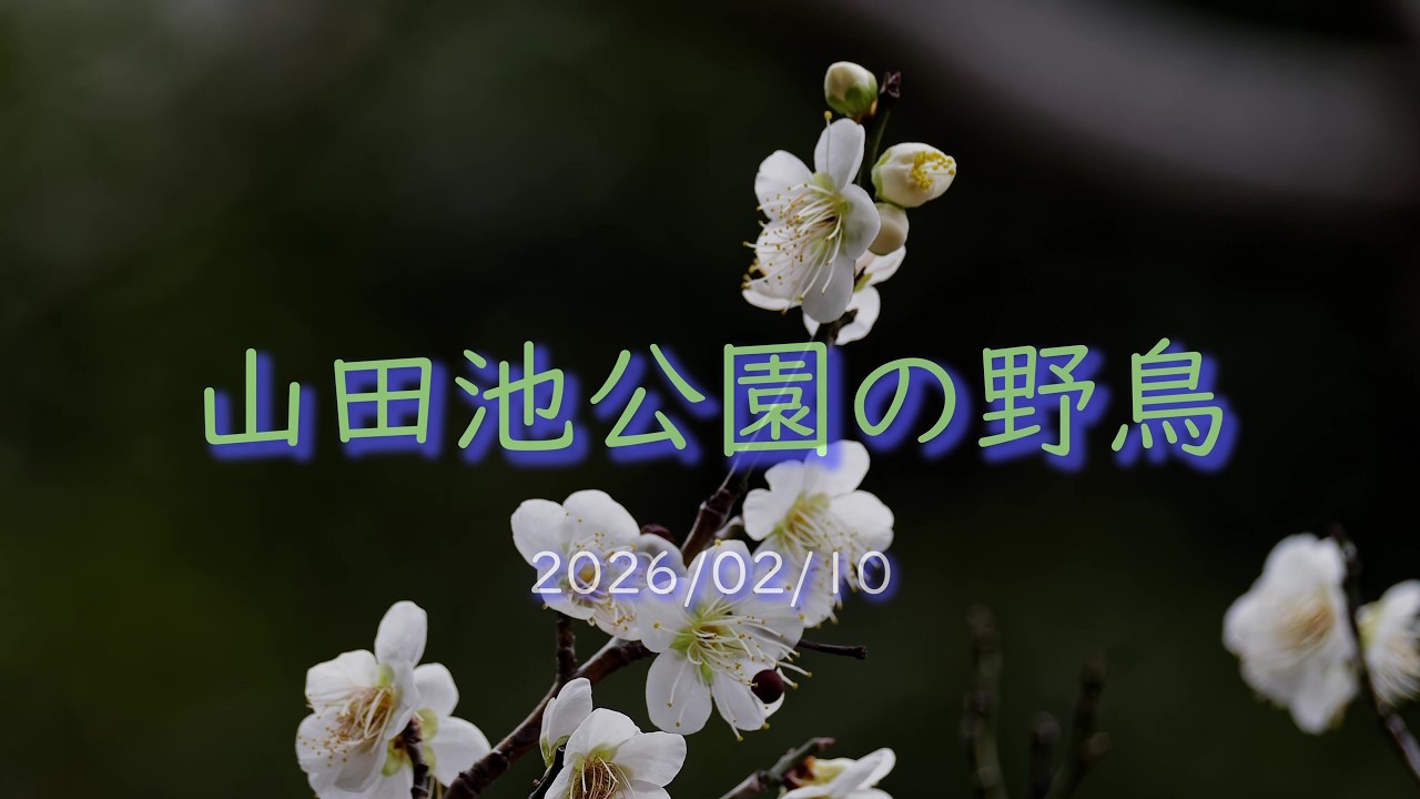 山田池公園で探鳥（2026/02/10）