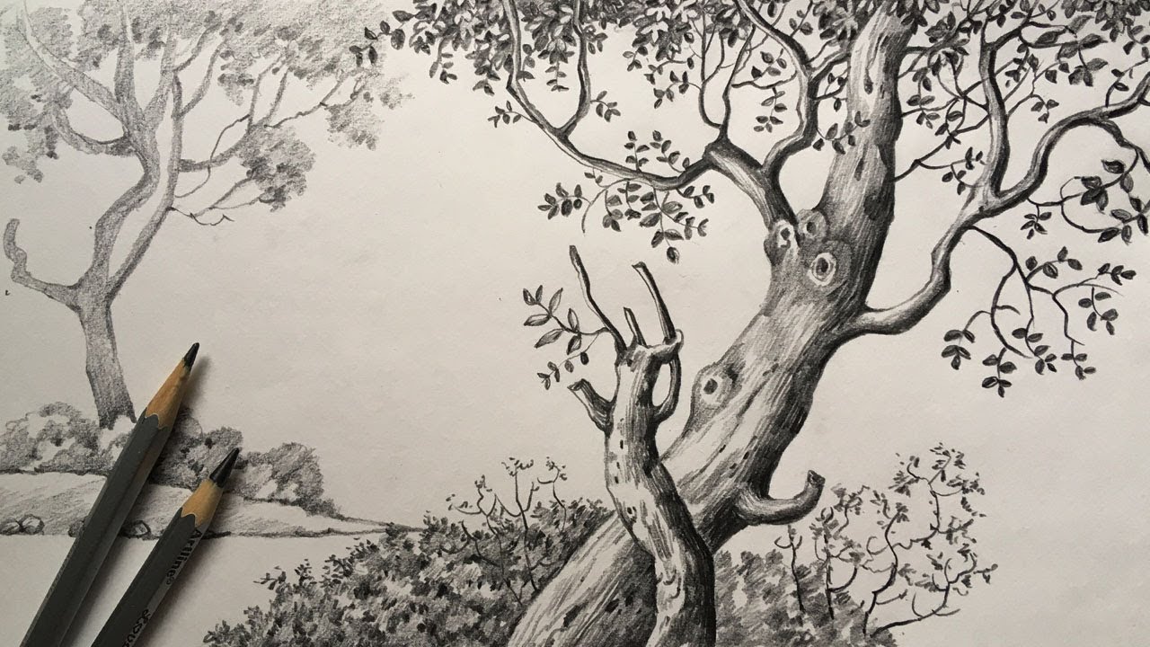 Tree Drawing in Pencil | Pencil Sketch for Beginners | Scenery Drawing ...