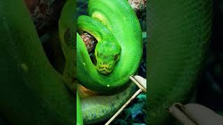 Amazing snakes #природа #nature #animals
