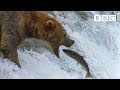 Grizzly bear's amazing salmon catching techniques - BBC