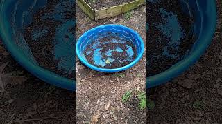 Kiddie Pool Gardening
