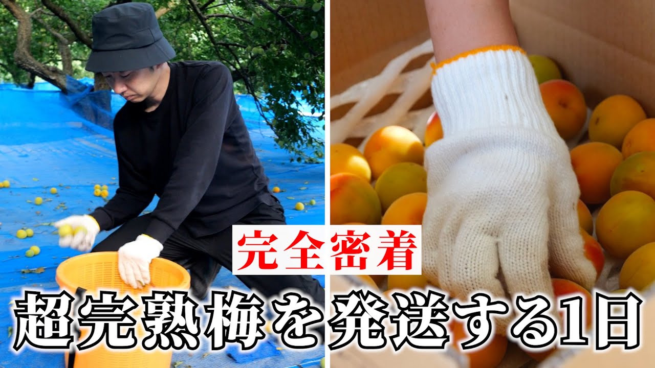 1日密着】幻の超完熟梅をお届けする舞台裏。収穫した1割のみしか出荷