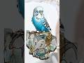 Greg CRAOLA Simkins presents "Lord Budgie" Limited Edition Prints!