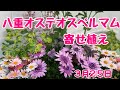 オステオスペルマムとマーガレットの寄せ植え