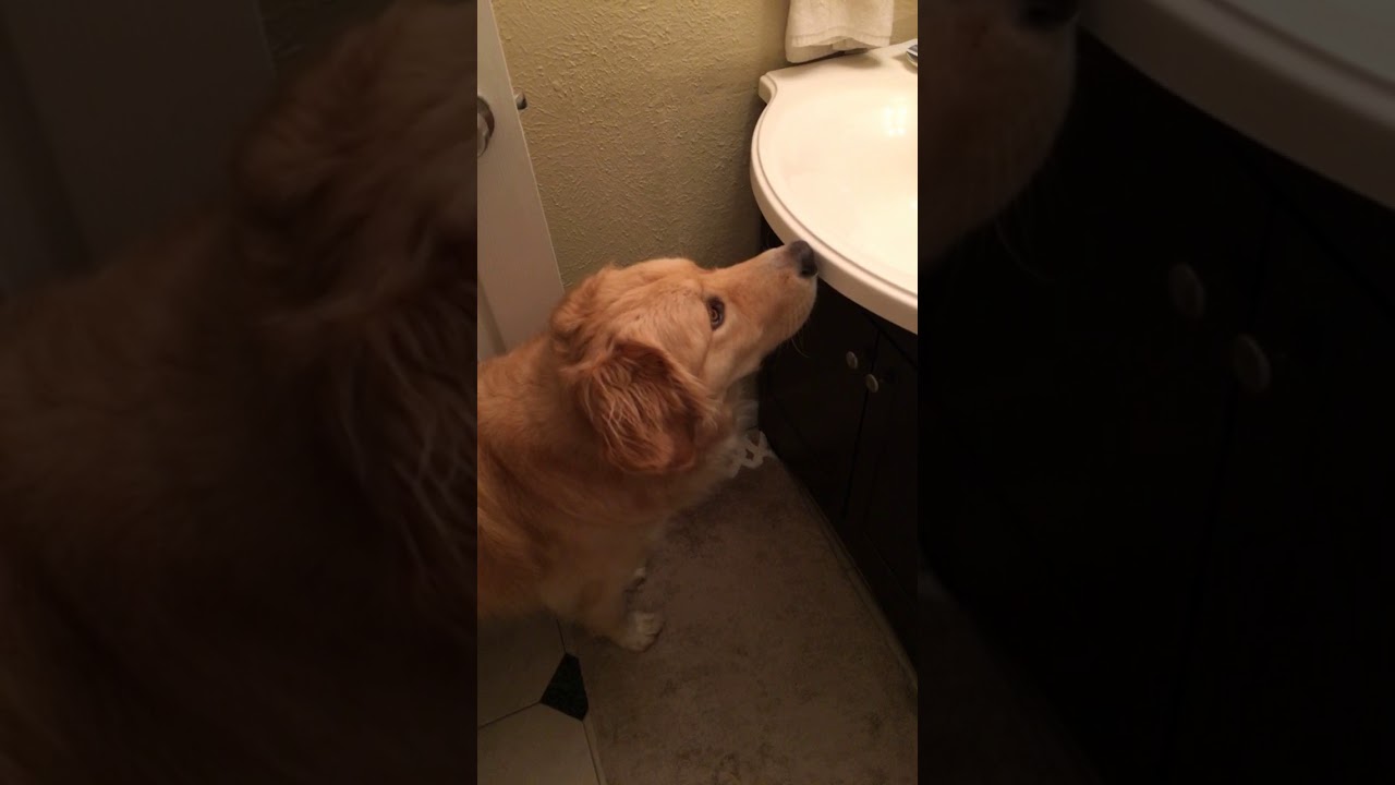 Sky Raisins vs dog YouTube