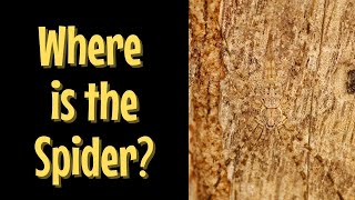 Hidden Animals Game | Can You Find the Hidden Animal?