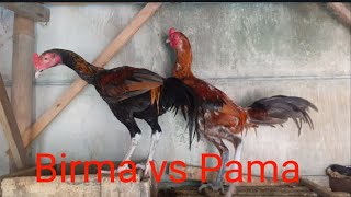 Ayam silangan Birma vs Pama