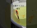 購入しました　自作池