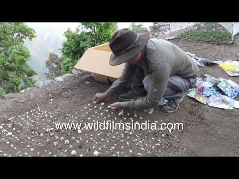 Gardening preparations take place at Jabbarkhet Botanical Arboretum in Uttarakhand